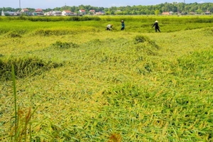 Nhiều diện tích lúa tại Quảng Bình bị đổ, hư hỏng.