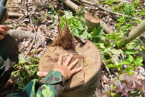 Dù chỉ được cho phép khai thác rừng trồng, nhưng đơn vị khai thác đã lợi dụng chặt phá rừng tự nhiên.