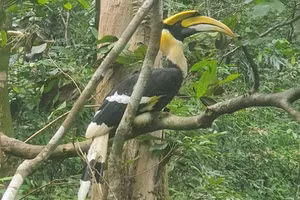 Chim hồng hoàng. (Ảnh: Vườn quốc gia Phong Nha - Kẻ Bàng).