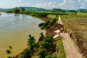 Một vườn cà phê của người dân ở huyện Krông Nô bị sạt lở không còn khả năng sản xuất. Ảnh: TT