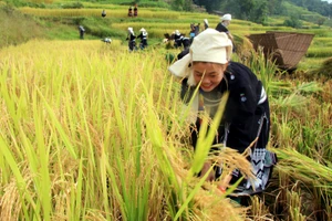 Khi lúa chín vàng trên những thửa ruộng bậc thang uốn lượn khắp các bản làng, cũng là lúc bà con dân tộc Tày ở Hồng Thái (Na Hang, Tuyên Quang) lại tất bật vào vụ thu hoạch lúa.