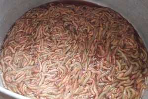 Rươi còn sống. Ảnh: Quốc Bình 