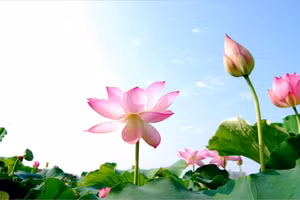 Thư gửi đầm sen