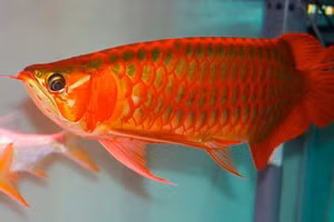 Ứng dụng kỹ thuật nhân nuôi cá rồng quý hiếm