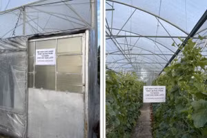 Hệ thống pha phân và tưới tự động của các nhà khoa học Việt Nam.