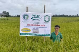 Mô hình sử dụng chế phẩm vi sinh xử lý rơm rạ tại ruộng ở Kiên Giang.