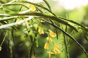 Bông điên điển. Ảnh: ITN