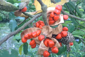 Giổi chanh là một trong những loài thảo dược chứa hoạt chất xua đuổi côn trùng rất hiệu quả.