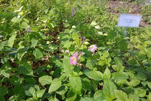 Rau Diễn trồng thực nghiệm tại huyện Cần Giờ (TPHCM).