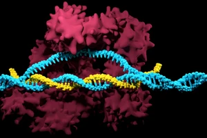 Anh phê duyệt việc sử dụng liệu pháp CRISPR để điều trị hai chứng rối loạn máu di truyền.