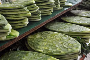 Cây xương rồng được trồng nhiều ở Quảng Nam làm thực phẩm.