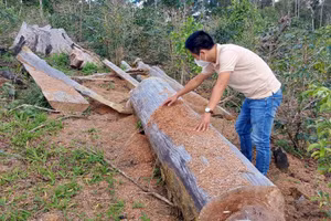 Rừng bị mất trong Dự án đầu tư nông trại hữu cơ của Hợp tác xã Tuyết Sơn Kon Plông.