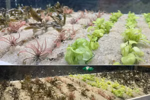 Sản phẩm cây thủy sinh ở giai đoạn trồng in vitro.