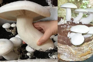 Nấm hoàng đế rất phù hợp để trồng ở khu vực có khí hậu nóng quanh năm.