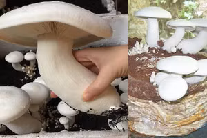 Nấm hoàng đế rất phù hợp để trồng ở khu vực có khí hậu nóng quanh năm.