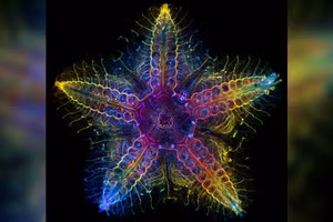 Sao biển bắt đầu như những quả trứng được thụ tinh, nở ra và trở thành ấu trùng trôi nổi trong đại dương, giống như sinh vật phù du. 