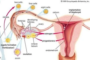 Hình ảnh buồng trứng ở người.