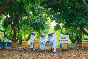 Hệ thống quản lý chất lượng từ khâu chọn giống, chăm sóc đến thu hoạch giúp gia tăng giá trị cho mật ong để xuất khẩu.