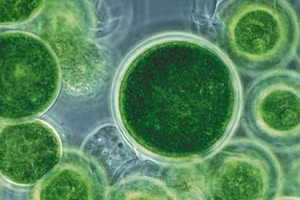 Vi tảo có khả năng xử lý nước thải với giá thành rẻ.