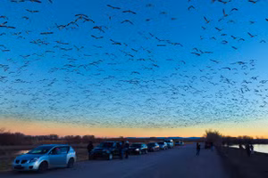 Công viên Quốc gia Bosque del Apache mùa chim di cư đông nghẹt xe và người. Ảnh: Edition.cnn.com