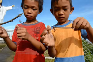 Trẻ em Philippines không hề sợ nhện. Ảnh: Sapiens.com