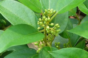 Dây thìa canh là cây thuốc nam chữa tiểu đường tốt nhất hiện nay.