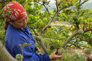Cần có nhiều biện pháp mạnh hơn nữa để nâng cao chất lượng đào tạo nghề nông thôn.