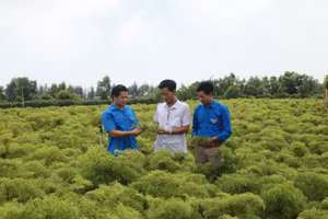 Phát triển nghề trồng cây dược liệu theo hướng nông nghiệp hiện đại cho thu nhập cao tại xã Hải Đông, Hải Hậu, Nam Định.