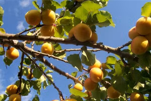 Bí ẩn quốc gia duy nhất trên thế giới chưa có bệnh nhân bị ung thư