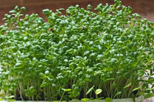 Ảnh minh họa/INT