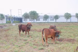 Phần lớn diện tích đất đều bị cỏ bao phủ, làm nơi chăn thả gia súc.