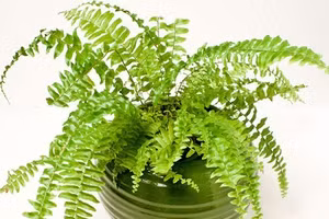 Trồng cây gì trong nhà bếp để khử mùi thức ăn hiệu quả?