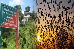 Cho đến ngày nay, hiện tượng này vẫn là một câu hỏi vẫn chưa có lời giải đáp, thách thức nghiên cứu của tất cả các nhà điểu học uy tín tại Ấn Độ.