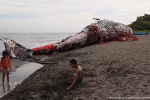 Cá voi khổng lồ chết dạt bờ biển, người dân sốc khi thấy thứ trong miệng con vật