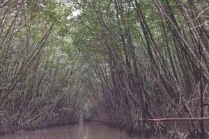 Vườn Quốc gia Mũi Cà Mau.