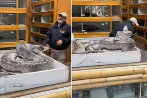 Video trăn khổng lồ tấn công người lan truyền chóng mặt trên mạng xã hội