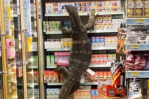 Con thằn lằn khổng lồ khiến khách hàng sợ hãi.