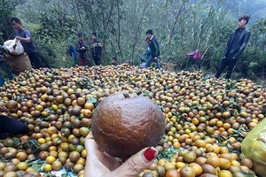 Cam sành Hà Giang vào mùa thu hoạch nên chín rộ, mọng nước.
