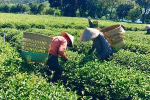 (Ảnh minh họa: Internet)