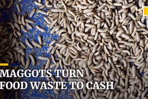 Video những còn giòi biến rác thải thành… “vàng”!