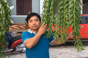 Anh Trần Đình Luật người vừa chuyển nhượng lại cây lan hồng bồng lai.
