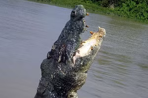 Một con cá sấu nước mặn