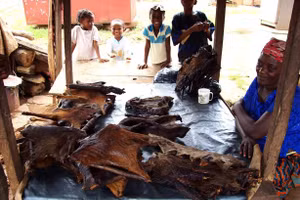 Những người săn thịt thú rừng có thể dễ dàng tiếp xúc với các bệnh lây truyền từ động vật sang người và truyền bệnh.