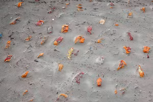 Những thi thể bên bờ sông Hằng lộ ra sau những cơn mưa lớn. (Ảnh: Reuters).