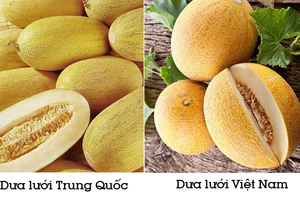 Cách phân biệt dưa lưới Trung Quốc và Việt Nam