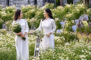 Vườn cúc họa mi nở sớm hút hồn giới trẻ Hà Thành