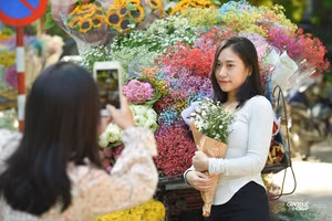 Mùa hoa thạch thảo về trên phố phường Hà Nội