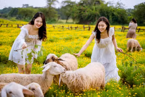 Cánh đồng vàng rực hoa cúc sao băng đang thu hút rất đông các bạn trẻ.