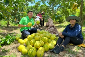 Người dân huyện miền núi Hương Khê phấn khởi vào vụ thu hoạch bưởi Phúc Trạch (Ảnh: H.T).