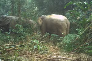 Hai cá thể voi rừng được phát hiện trên hòn đảo trong lòng hồ Ngàn Trươi qua bẫy ảnh. (Ảnh: Vườn Quốc gia Vũ Quang).